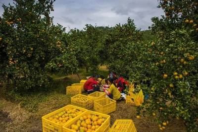 丹霞贡柑获农产品地理标志登记，现代农业品牌化发展再添新动能