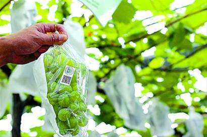 农产品追溯系统 无公害与绿色食品品牌的坚实保障